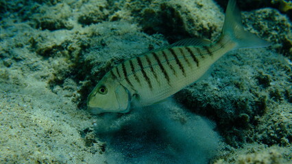 Sand steenbras or striped seabream (Lithognathus mormyrus) undersea, Aegean Sea, Greece, Halkidiki, Pirgos beach
