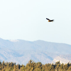 Western Marsh Harrier Flying Low Losing Altitude Approaching Prey, Akrotiri, Limassol, Cyprus