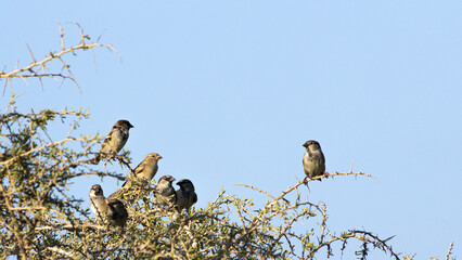 Flock of Sparrows Sitting on a Thorny Bush Looking in Different Directions, Larnaca, Cyprus