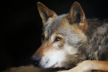 Wolf portrait on black background, piercing eyes and strong silhouette (Wolf Spirit Collection)