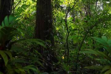 green forest in the morning