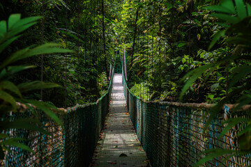 Suspension Bridge Winding Through a Lush Tropical Forest