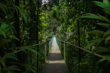 Suspension Bridge Winding Through a Lush Tropical Forest