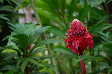 red flower in the jungle
