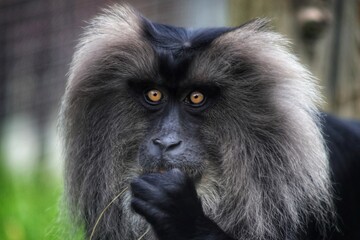 Close-up of lion-tailed macaque under soft forest light (Lion-Tailed Macaque Collection)