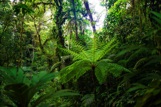 fern in the forest