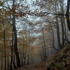 Foggy Forest Path