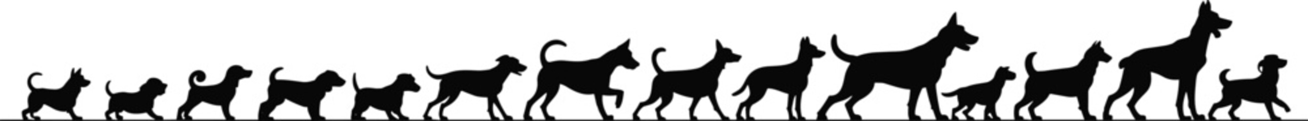 Dog evolution silhouette illustration showing puppy to adult growth stages, pet development concept, canine life cycle, animal evolution art design