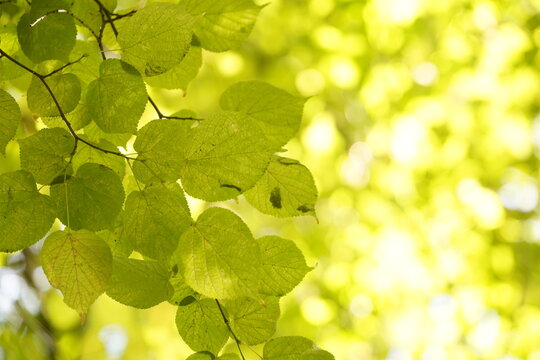 Hojas a contraluz, formas y texturas, imagen creativa