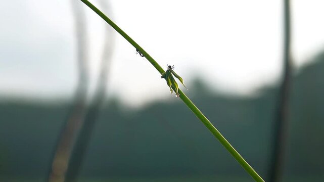 A fly is flying over the vine