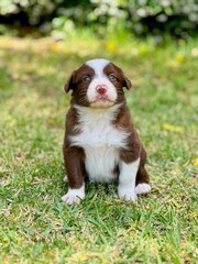 Sweet Border Collie Puppy Sitting Alertly on Green Grass