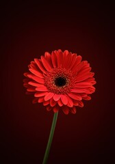 Vibrant red flower centered on a deep red backdrop creating an intense monochromatic color scheme and striking visual impact ,floral ,concept ,wallpaper