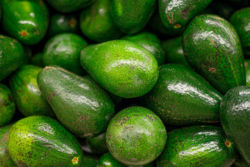 Avocado, a counter in a store with a large number of avocados, close-up