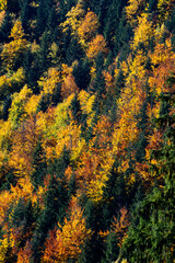Fototapeta premium amazing autumn landscape with colorful trees