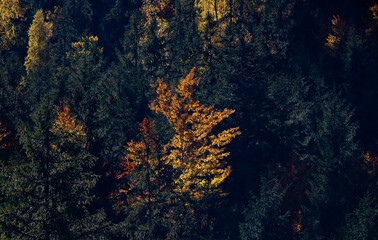 amazing autumn landscape with colorful trees