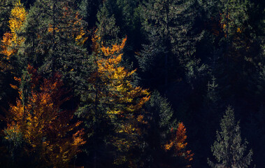 amazing autumn landscape with colorful trees