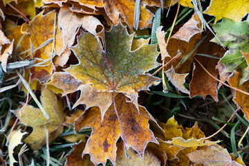autumn leaves  on the ground