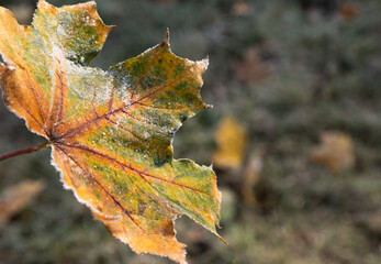autumn leaves  on the ground