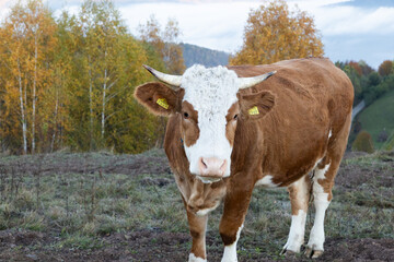 amazing autumn landscape with colorful trees