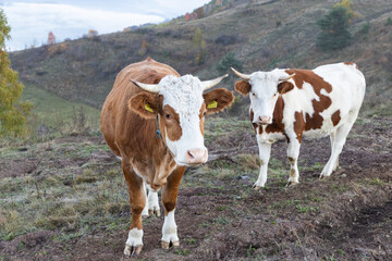 amazing autumn landscape with colorful trees
