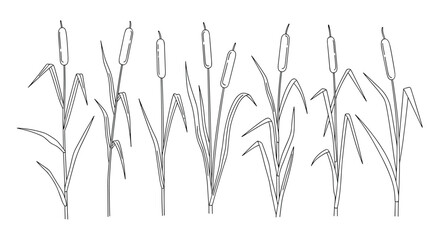 Vector line art illustration of multiple cattail plants, showcasing their distinctive brown, cylindrical flower spikes and long, green leaves.