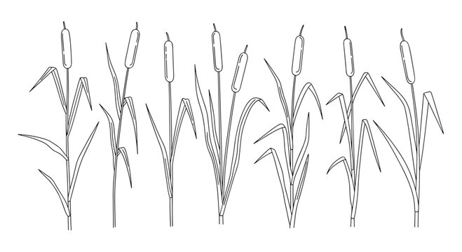 Vector line art illustration of multiple cattail plants, showcasing their distinctive brown, cylindrical flower spikes and long, green leaves.