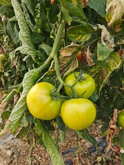 Green tomato 