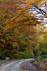 amazing autumn landscape with colorful trees