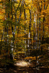 amazing autumn landscape with colorful trees