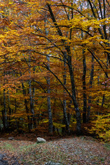 amazing autumn landscape with colorful trees