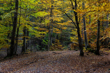 Obraz premium amazing autumn landscape with colorful trees