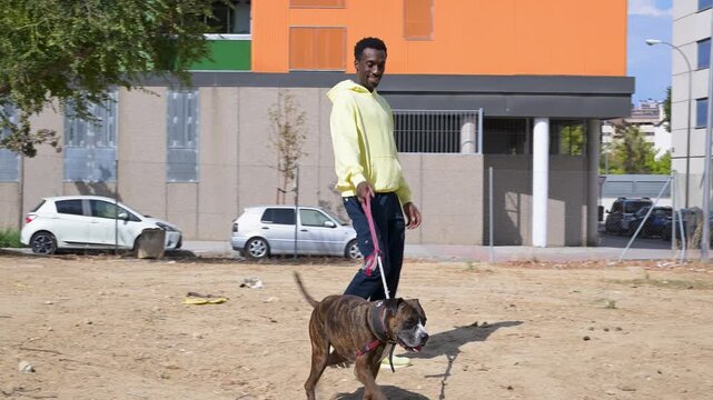 Young African American man walking his brindle boxer dog on a leash in the city