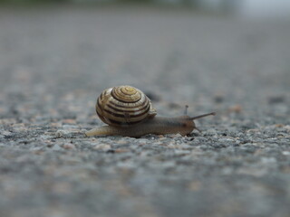Snail on concrete pavement road sidewalk