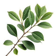 Fototapeta premium Fresh Green Leaves with transparent background Natural Plant Branch
