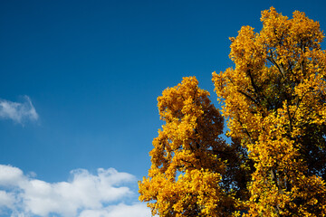 Fototapeta premium Autumn season