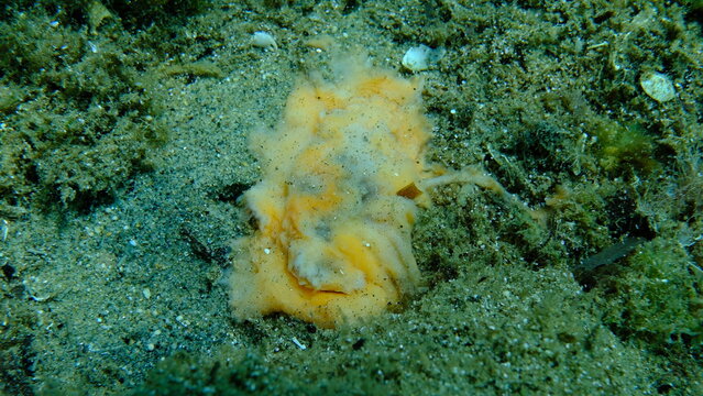 Dead redbrown leathery doris or redbrown nudibranch (Platydoris argo) undersea, Aegean Sea, Greece, Halkidikii, Pirgos beach