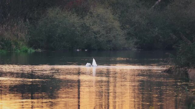Schwan