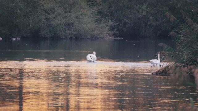 Schwan