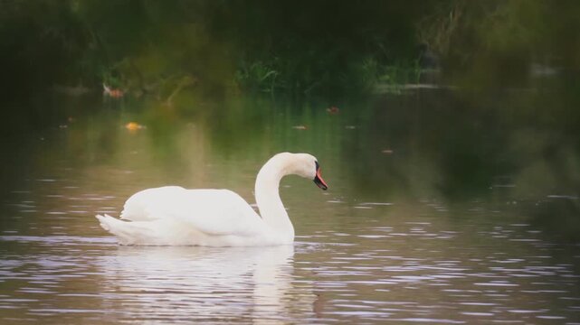 Schwan
