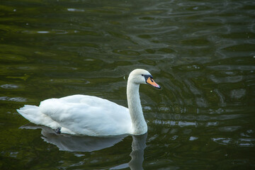 Obraz premium white swan on the lake