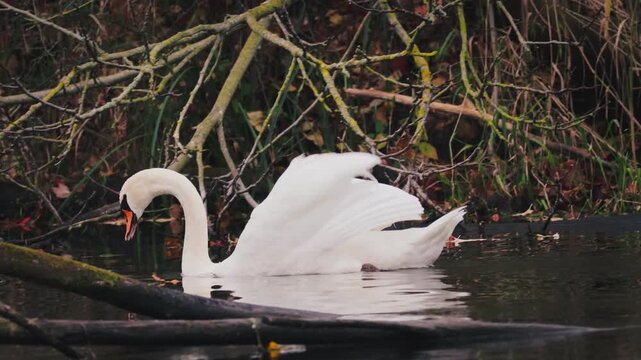 Schwan