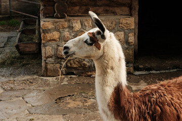 Side view of llama chewing straw near stone wall at Belgrade Zoo in autumn. Warm light and natural details