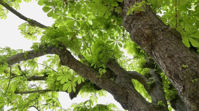 Kastanien, Baum, Bl&auml;tter, Fr&uuml;hling