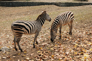 Two zebras eating grass among dry leaves in the open enclosure of Belgrade Zoo during autumn. Warm and natural atmosphere