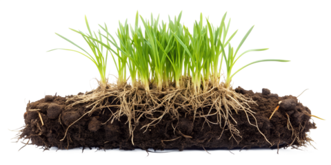 Tuft of green grass growing in soil with roots, isolated on transparent background