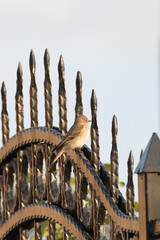 Little bird standing on the black iron fence at sunset.
