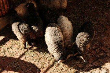 Flock of black and white sheep feeding on hay in warm sunlight at Belgrade Zoo. Rustic and natural atmosphere