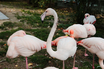 Group of elegant pink flamingos standing and resting on one leg at Belgrade Zoo. Peaceful autumn atmosphere and natural beauty