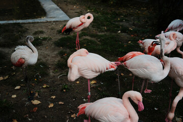Group of elegant pink flamingos standing and resting on one leg at Belgrade Zoo. Peaceful autumn atmosphere and natural beauty