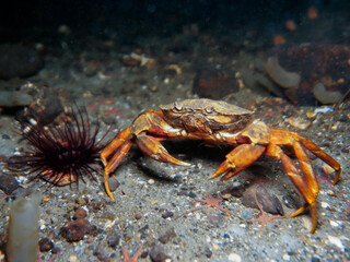 Crab from Oslo, Norway